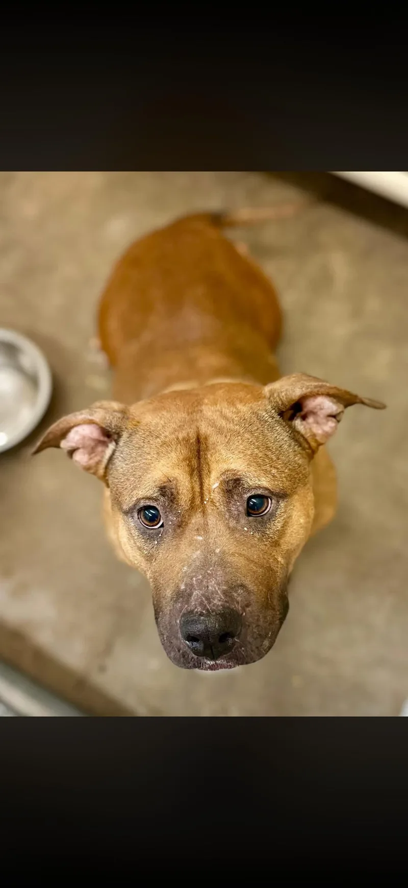 An adult medium-sized female Yellow / Tan / Blond / Fawn Pit Bull Terrier dog named Moondust for adoption in Sherman, TX