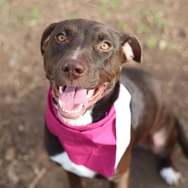 A young medium-sized female American Staffordshire Terrier dog named Jacqui for adoption in San Antonio, TX