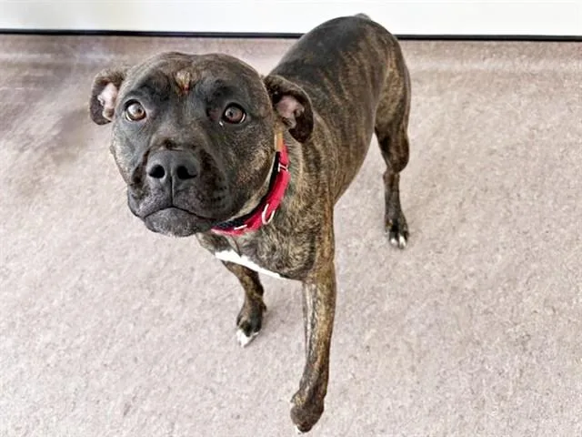 A young large-sized female Pit Bull Terrier dog named Pearl for adoption in Saint Louis, MO