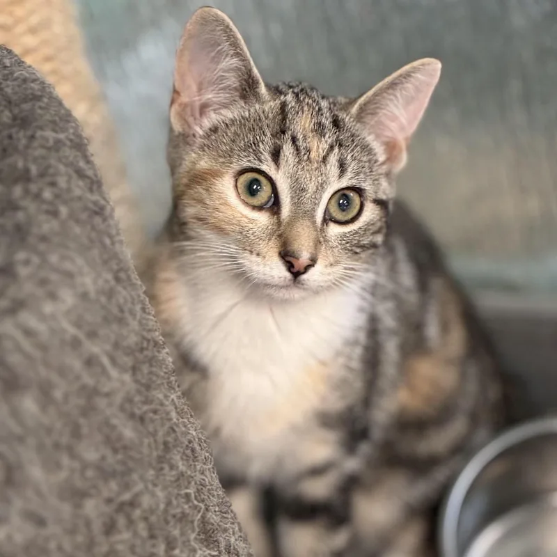 A baby small-sized female Torbie Domestic Short Hair cat named Scarlett for adoption in South Elgin, IL