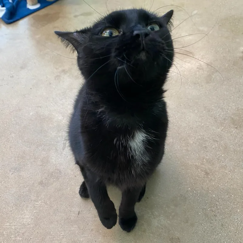 An adult small-sized female Black Domestic Short Hair cat named Lady Fingers for adoption in Chicago, IL