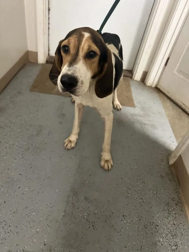 Cindy Lou thumbnail 4