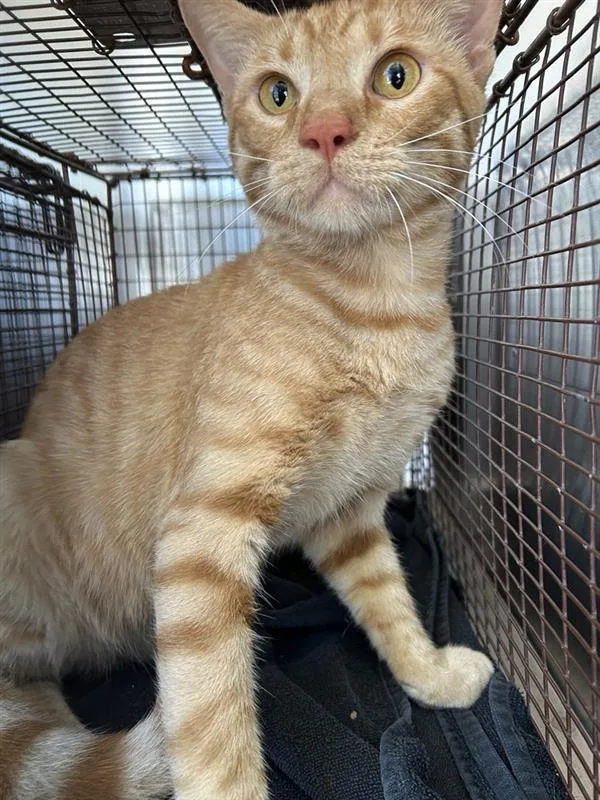 An adult small-sized male Domestic Short Hair cat named Popcorn Butter for adoption in Austin, TX