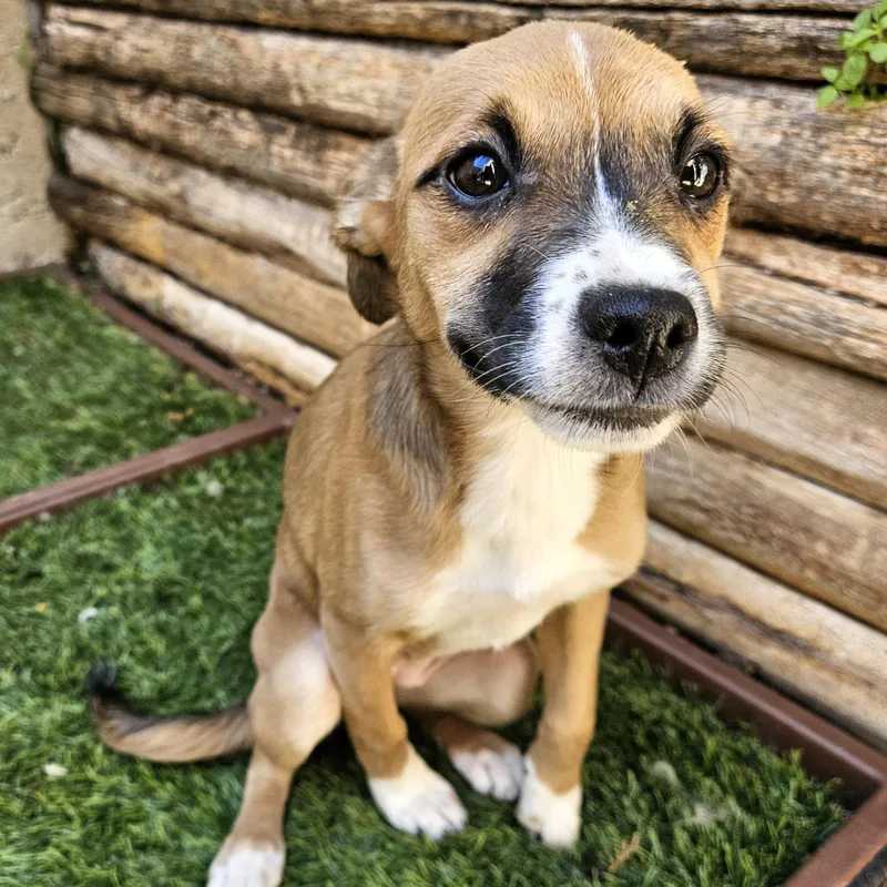 A baby small-sized female Black Chihuahua dog named Kiwi for adoption in Chicago, IL