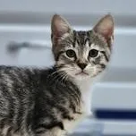 A baby medium-sized female Tabby (Gray / Blue / Silver) Domestic Short Hair cat named Hiero 'Hieroglyphlic' for adoption in Liverpool, TX