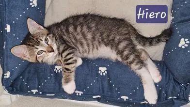 Hiero 'Hieroglyphlic' thumbnail 6