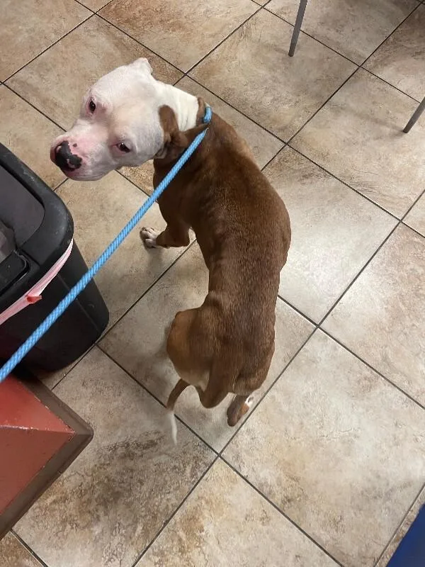 An adult large-sized male White / Cream Mixed Breed dog named Gerald for adoption in Cincinnati, OH