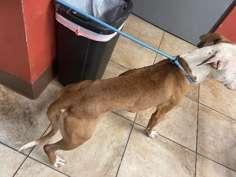 Gerald thumbnail 4