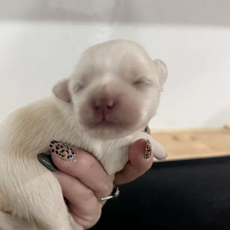 A baby small-sized female White / Cream Chihuahua dog named Misty for adoption in Sacramento, CA