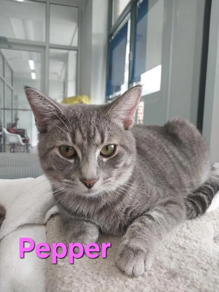 A baby small-sized male Domestic Short Hair cat named Pepper for adoption in Leonardtown, MD