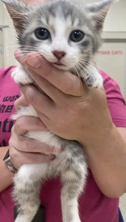 A baby small-sized male Domestic Short Hair cat named Adam for adoption in Fishers, IN