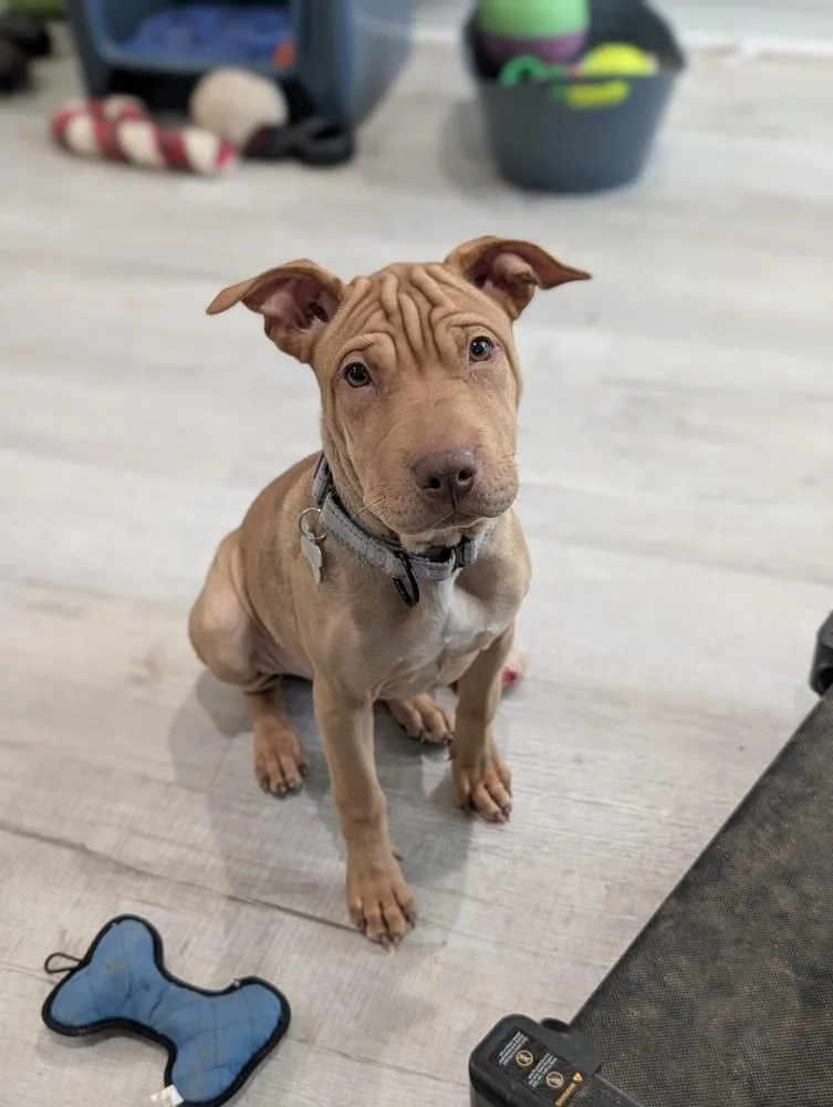 A baby medium-sized female Brown / Chocolate Shar-Pei dog named Pudge Rolls for adoption in Boston, MA
