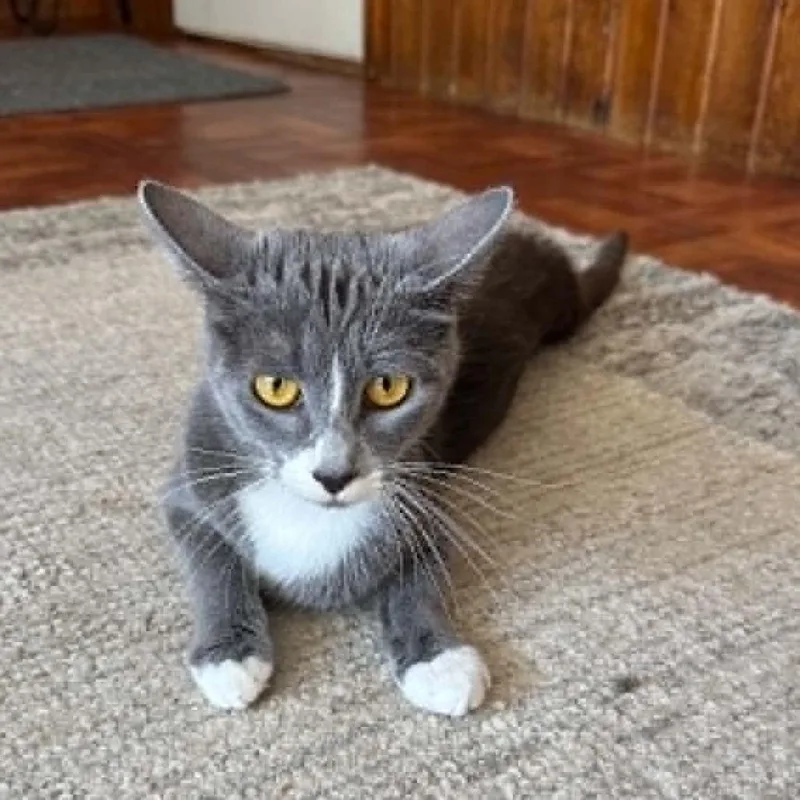 An adult small-sized female Gray / Blue / Silver Domestic Short Hair cat named Freya for adoption in Minneapolis, MN
