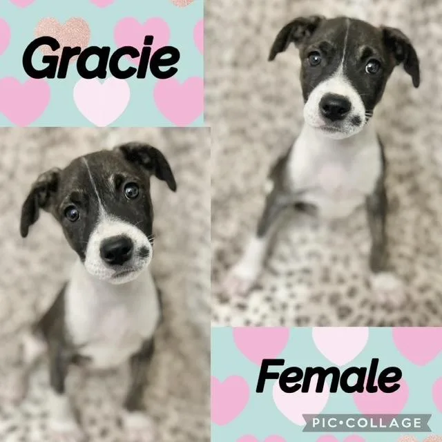 A baby medium-sized female Australian Shepherd dog named Gracie for adoption in Manchester, CT