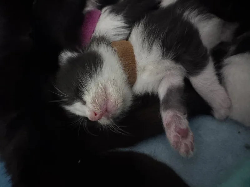 A baby medium-sized male Black & White / Tuxedo Domestic Short Hair cat named Pork Chop for adoption in Clinton Township, MI