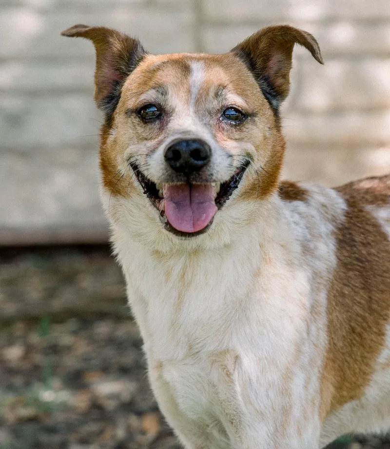A senior small-sized male Jack Russell Terrier dog named Jack for adoption in Bryan, TX