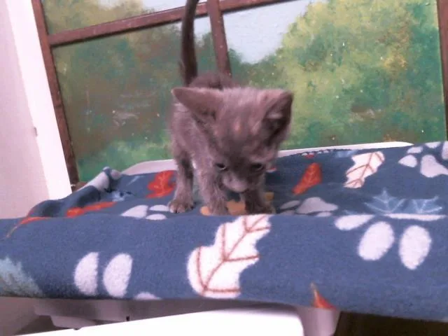 A baby small-sized female Domestic Short Hair cat named Kellie for adoption in Houston, TX