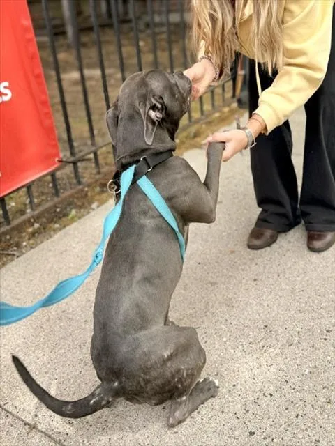 A young medium-sized female Pit Bull Terrier dog named Layla for adoption in Boston, MA