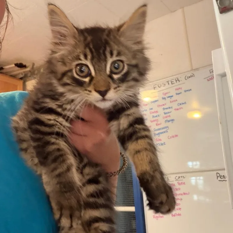 A baby small-sized male Brown / Chocolate Domestic Medium Hair cat named Goblin for adoption in Hanna City, IL
