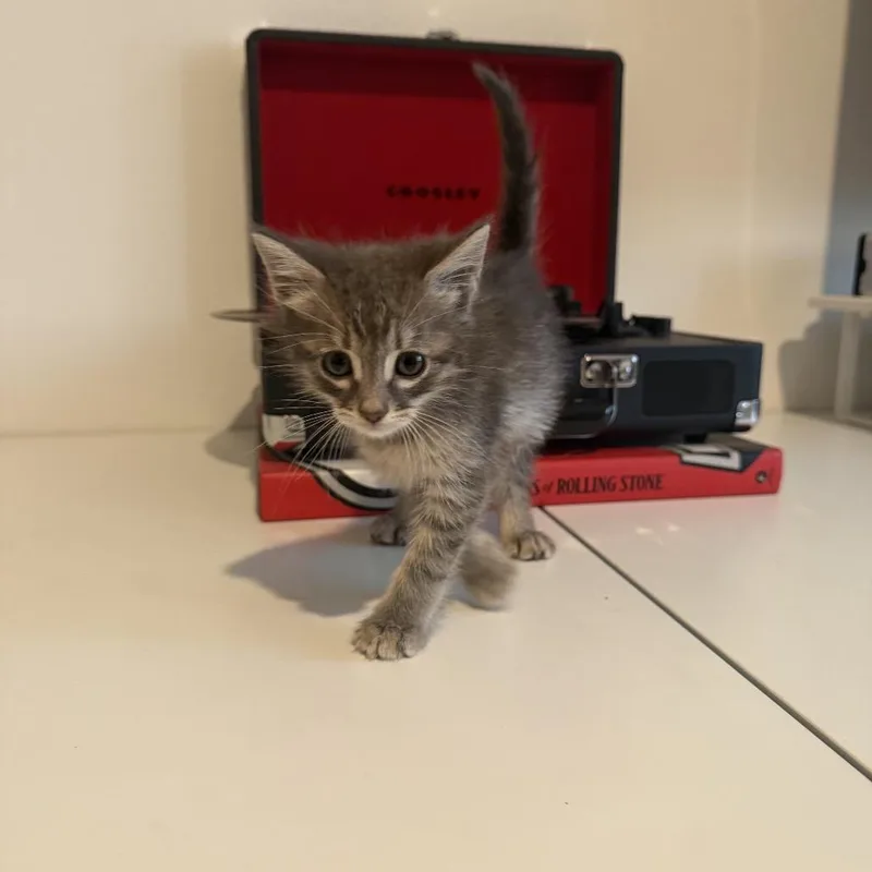 Tiny