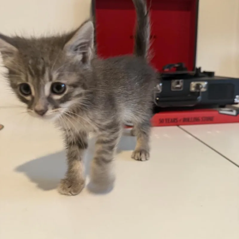Tiny thumbnail 2