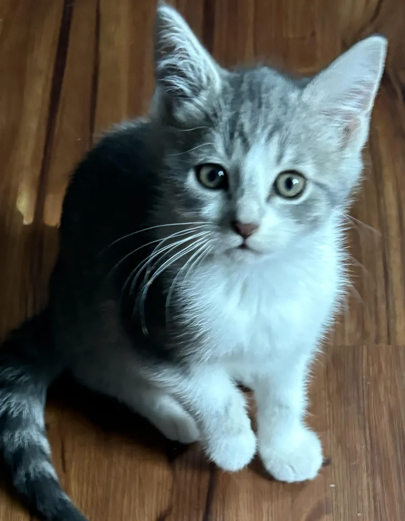 A baby medium-sized female Gray & White Domestic Short Hair cat named Abby for adoption in Wilmington, OH