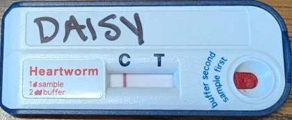 An adult large-sized female Mixed Breed dog named Daisy for adoption in Blue Ridge, GA