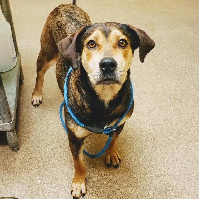 A senior large-sized female Hound dog named Bethany for adoption in Florence, SC