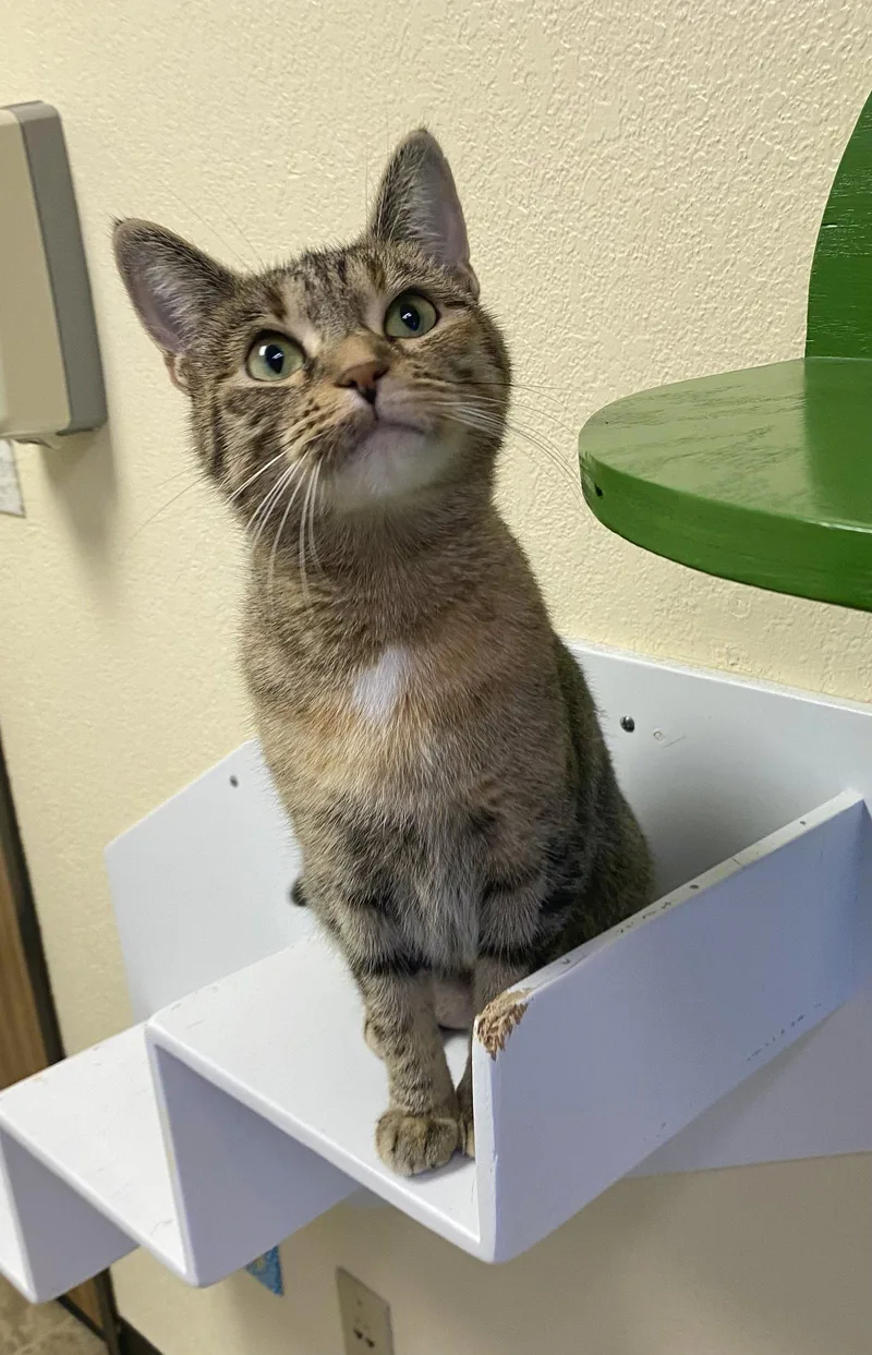 An adult medium-sized female Domestic Short Hair cat named Adhira for adoption in Fargo, ND