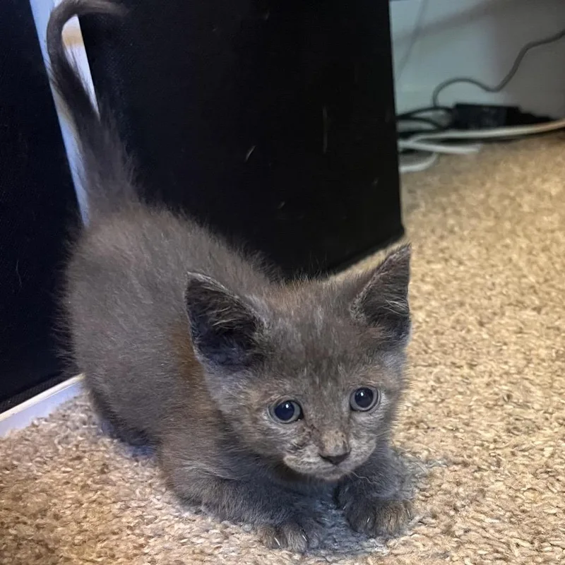 A baby small-sized female Black Domestic Short Hair cat named Oakland for adoption in Troy, IL