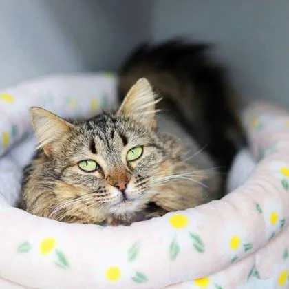 Tabbatha thumbnail 3