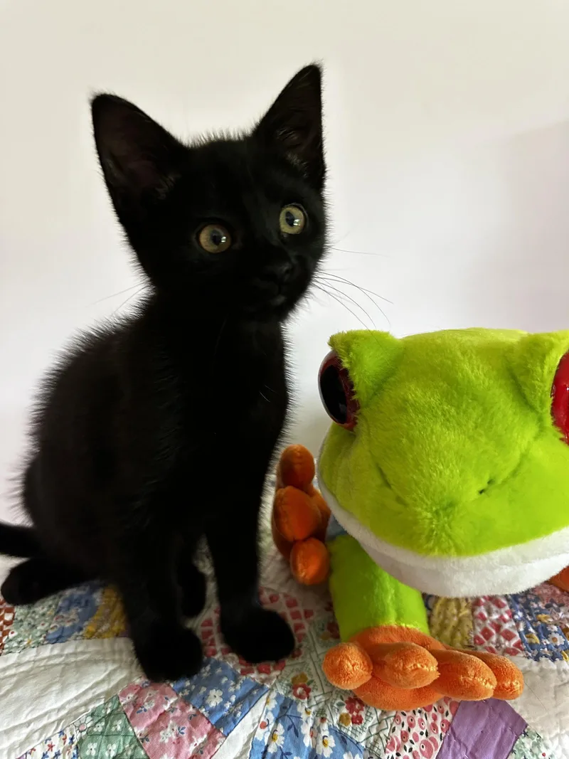 A baby medium-sized female Black Domestic Short Hair cat named Alysheba for adoption in Georgetown, KY