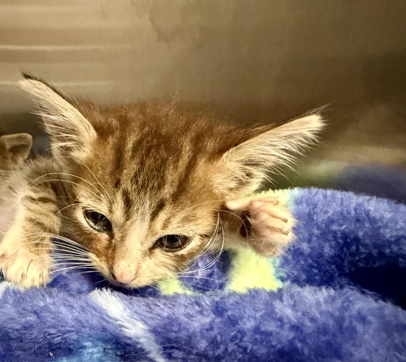 A baby small-sized female Domestic Short Hair cat named ZuZu for adoption in Honolulu, HI