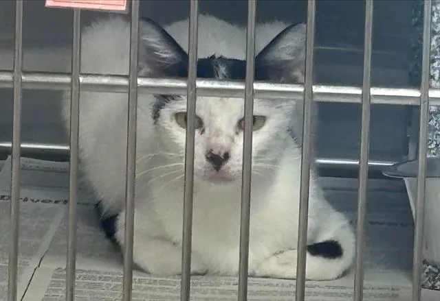 A young small-sized female Domestic Short Hair cat named Ava for adoption in Grand Prairie, TX