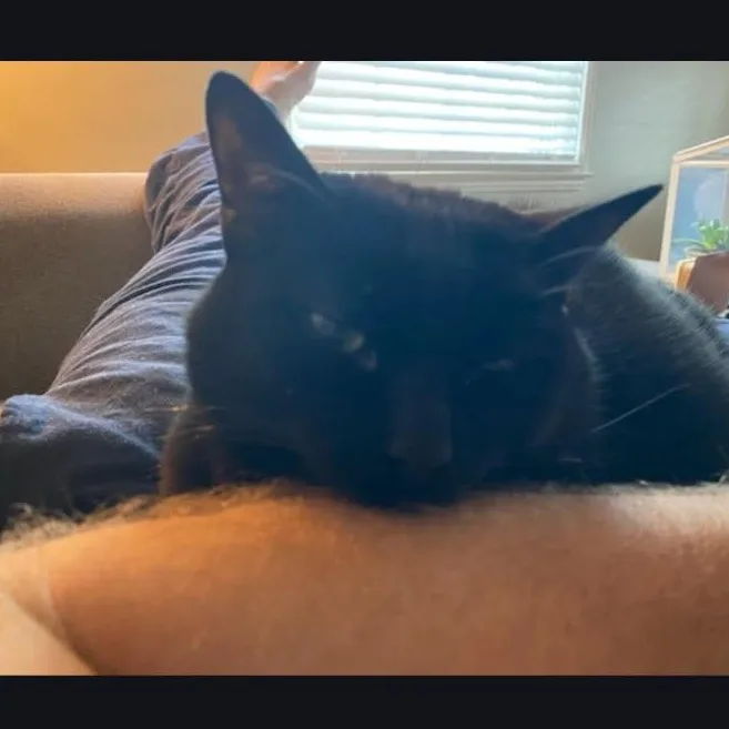 Panda & Binx thumbnail 2