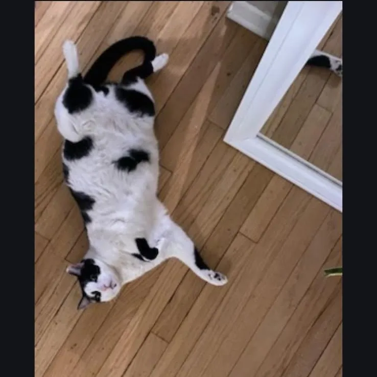 Panda & Binx thumbnail 3