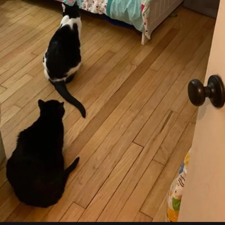 Panda & Binx thumbnail 4