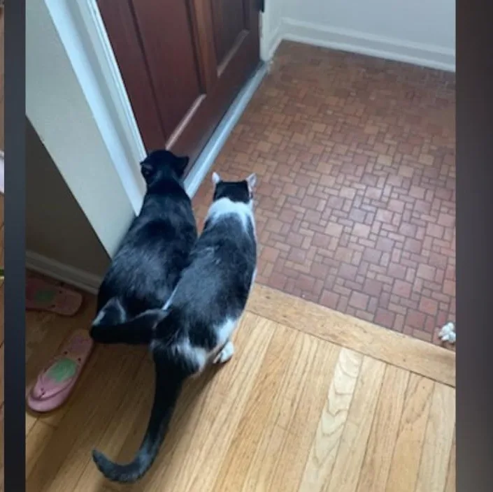 Panda & Binx thumbnail 5