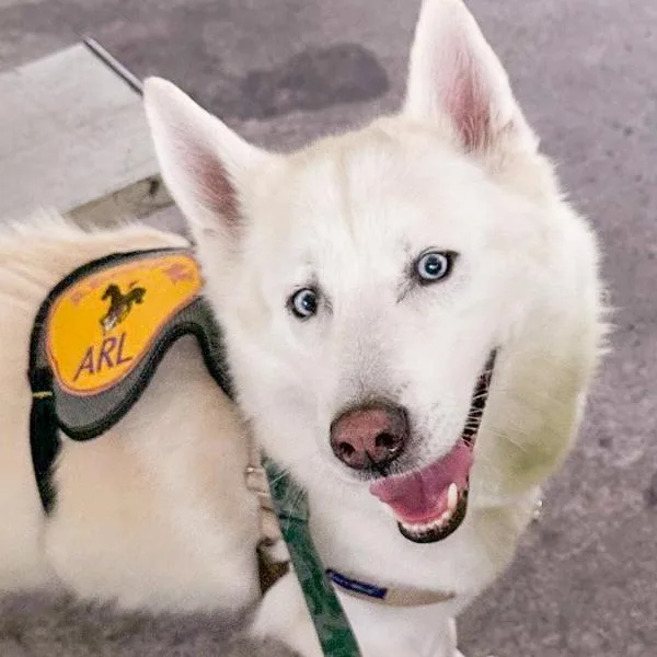 An adult medium-sized male Siberian Husky dog named Loki for adoption in Des Moines, IA