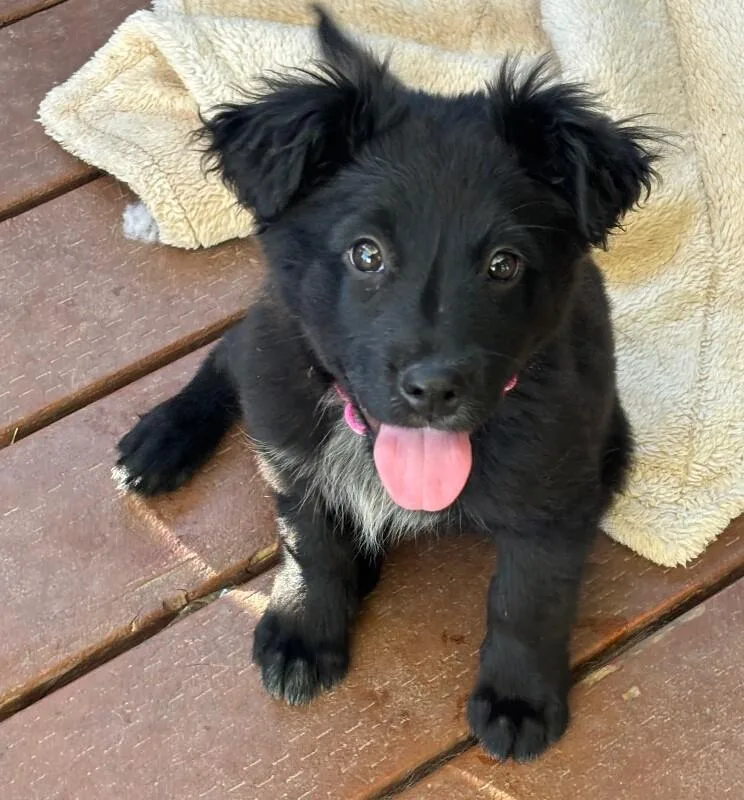 Charcoal thumbnail 4