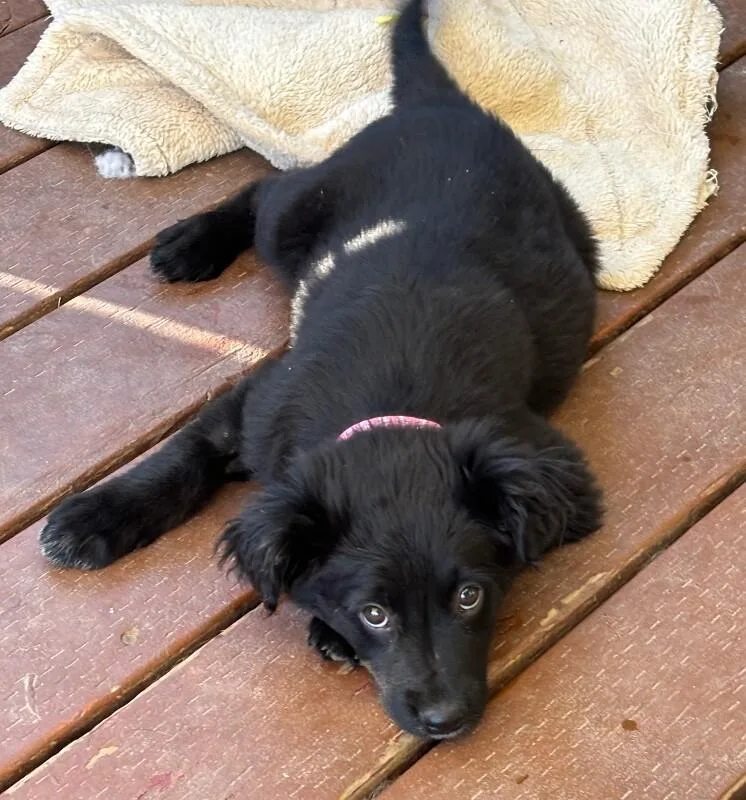 Charcoal thumbnail 6