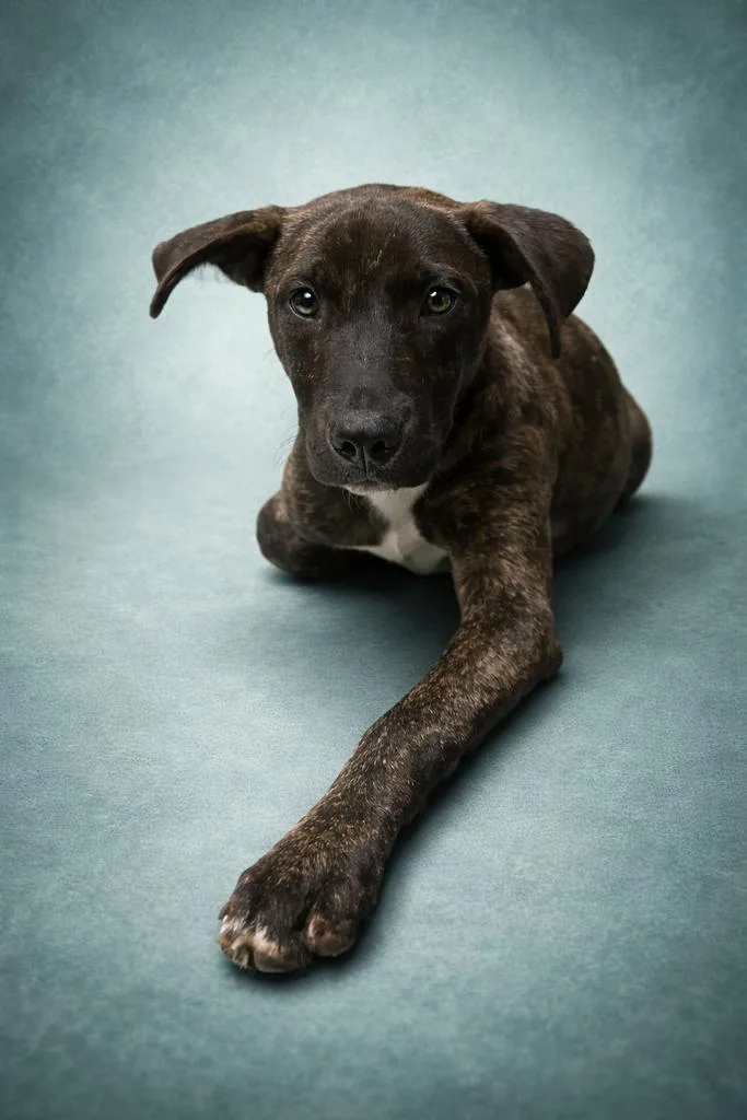 A young medium-sized male Mixed Breed dog named Search for adoption in Florence, SC