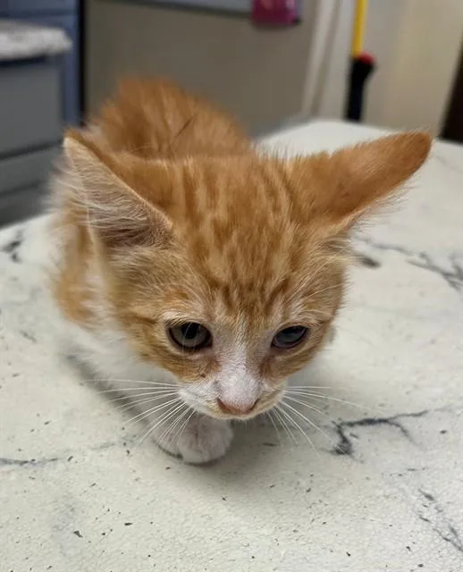 A baby small-sized male Domestic Short Hair cat named Nick for adoption in Lodi, CA