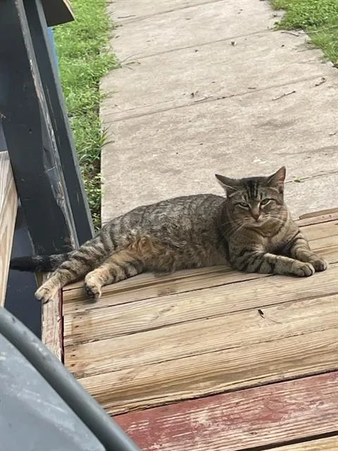 A young medium-sized female Domestic Short Hair cat named Kefla for adoption in Dallas, TX