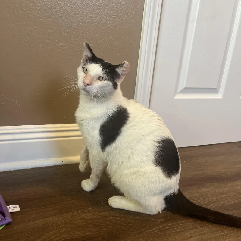 Dojo—needs Home Asap!!! thumbnail 2