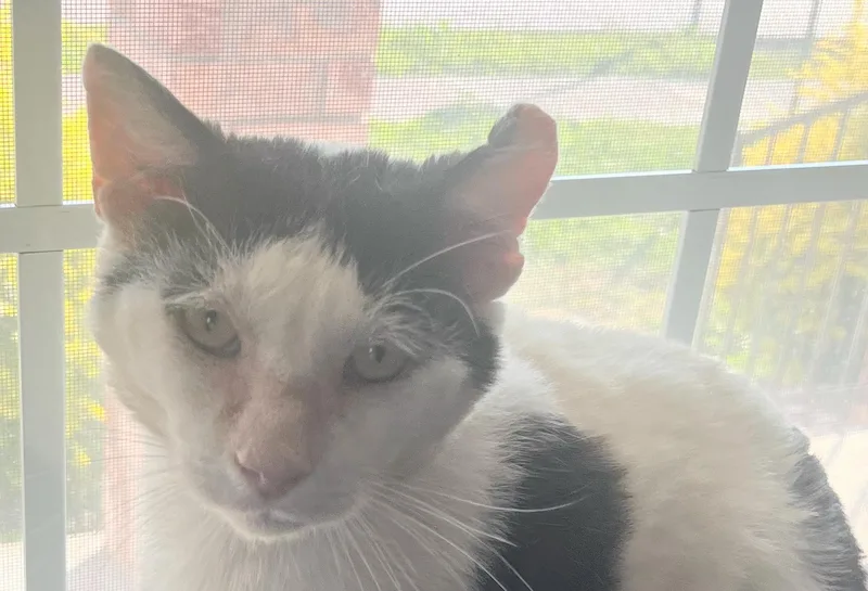 Dojo—needs Home Asap!!! thumbnail 3