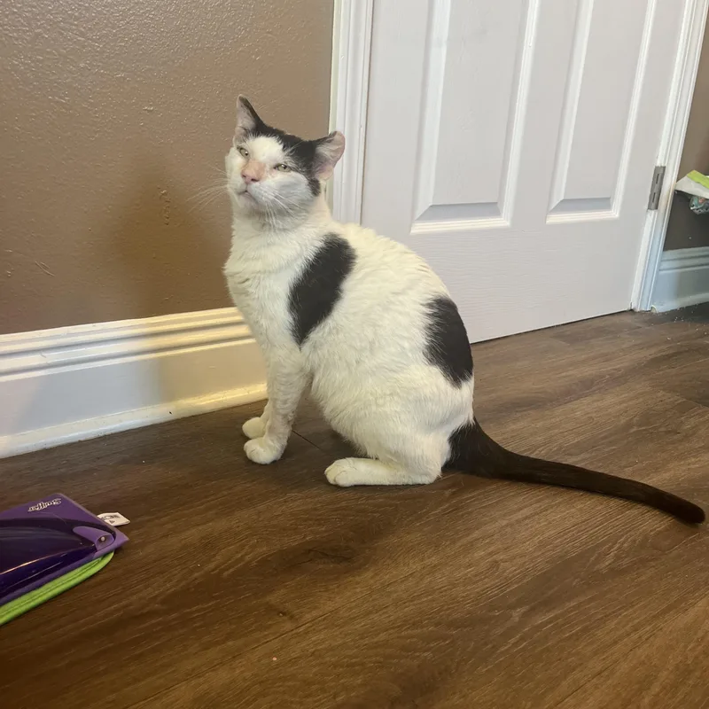 Dojo—needs Home Asap!!! thumbnail 4