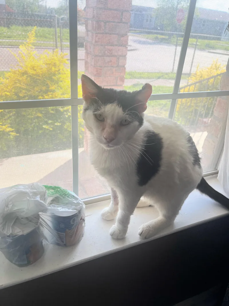 Dojo—needs Home Asap!!!