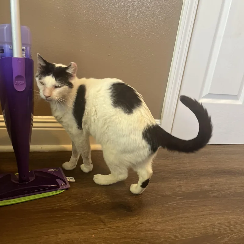 Dojo—needs Home Asap!!! thumbnail 5