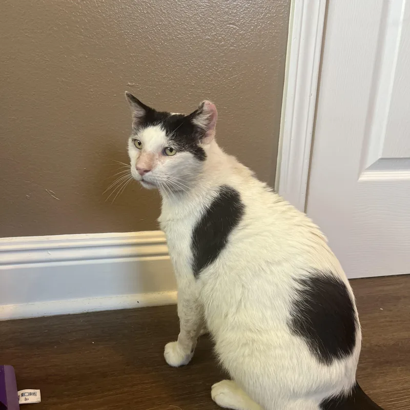 Dojo—needs Home Asap!!! thumbnail 6